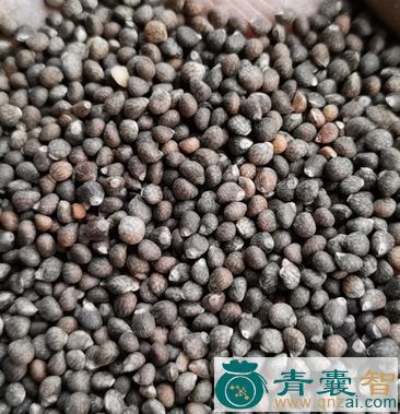 中药材荏子图片