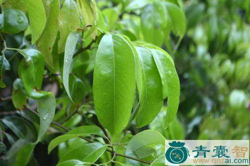 中药材荔枝叶图片