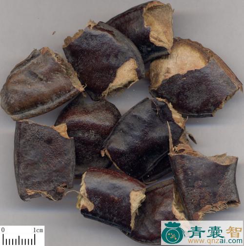 中药材荚蒾图片