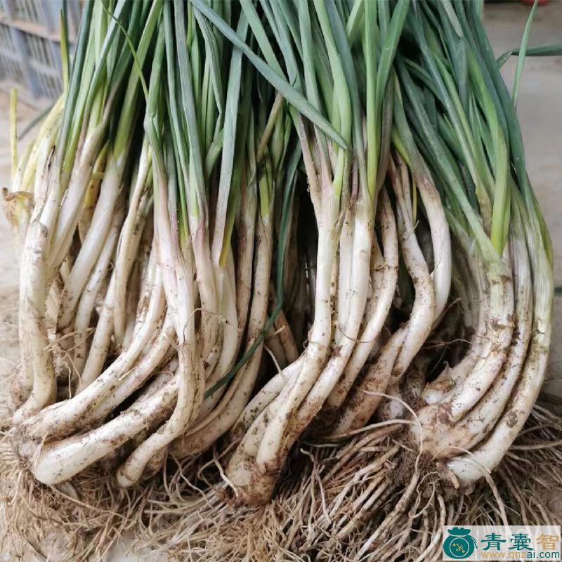 中药材荞皮草图片