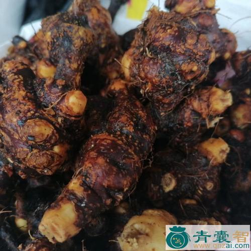 荞麦三七的性状性味归经以及功效用法-青囊智