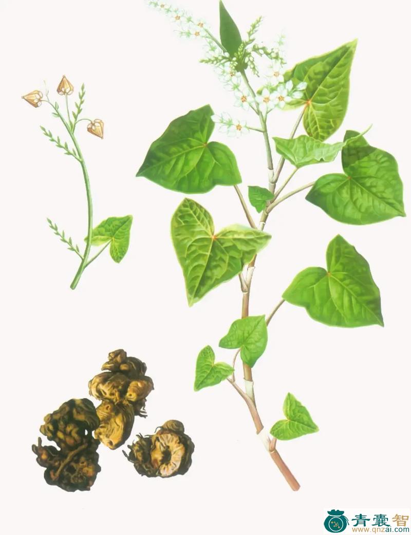 中药材荞麦刺图片