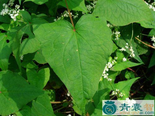 中药材荞麦叶图片