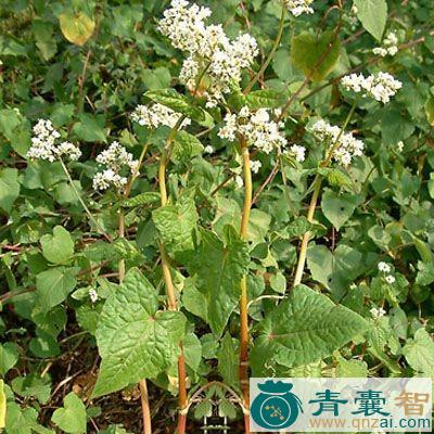 荞麦秸的性状性味归经以及功效用法和注意事项-青囊智