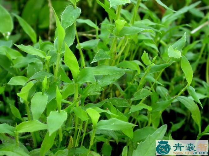 中药材荩草图片