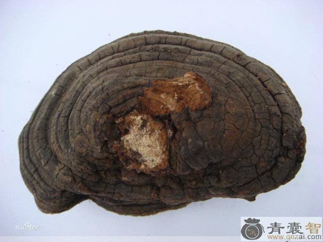 中药材药用层孔菌图片