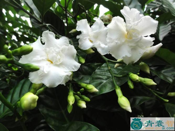 中药材药用狗牙花图片