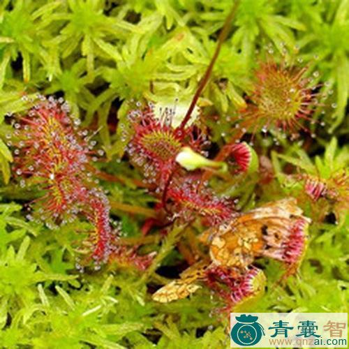 中药材药蝇子草图片