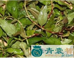 中药材药鱼草图片