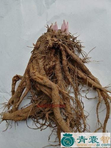中药材荷包牡丹根图片