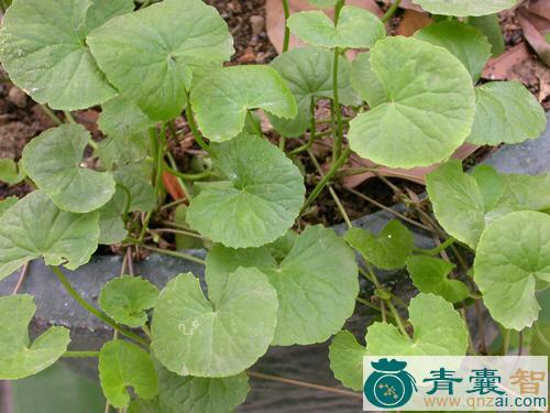 中药材荷承草图片