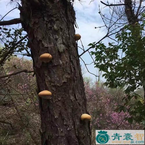 中药材荷色菌图片