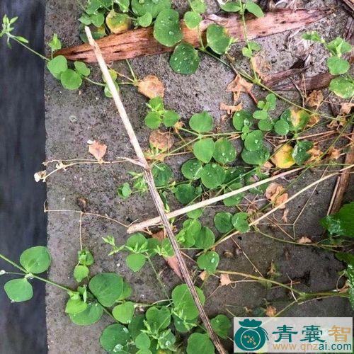 中药材荷莲豆菜图片