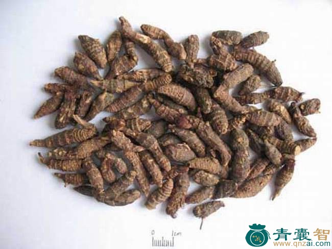 莎的性味归经以及功效用法-青囊智