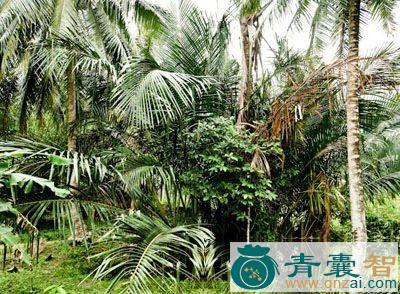 中药材莎木面图片