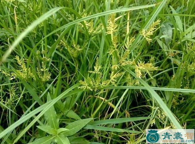 中药材莎草蕨图片