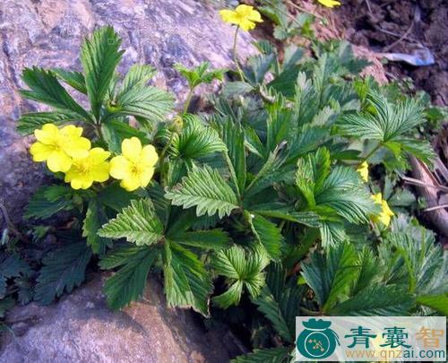 莓叶委陵菜瓢子的性状性味归经以及功效用法-青囊智