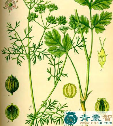 中药材莚荽菜图片