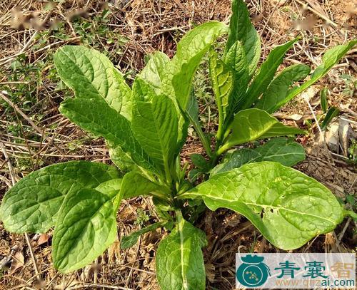 中药材莪羊菜图片