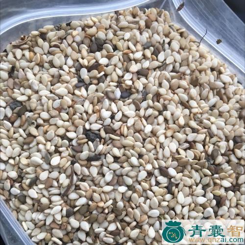 中药材莫桑河图片