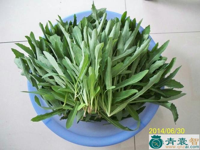 莫菜的性状性味归经以及功效用法-青囊智