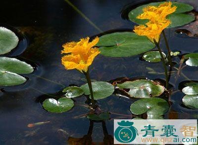 莲叶莕菜的性状性味归经以及功效用法-青囊智