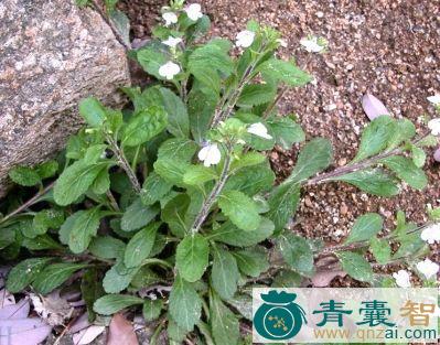 莲座叶通泉草的性味归经以及功效用法-青囊智