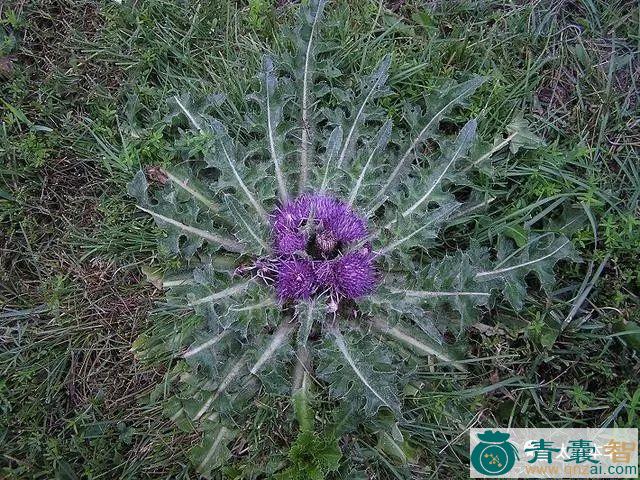 中药材莲座蓟图片