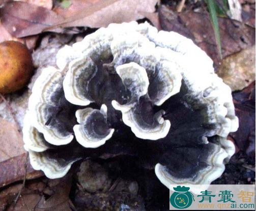 中药材莲座革菌图片