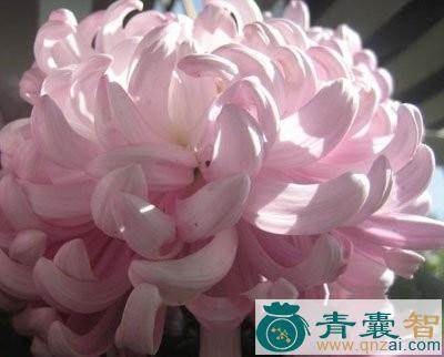 中药材莲状绢毛菊图片