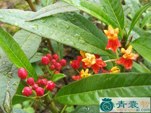 莲生桂子花的性状性味归经以及功效用法和注意事项-青囊智