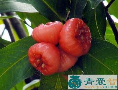 莲雾根的以及功效用法-青囊智