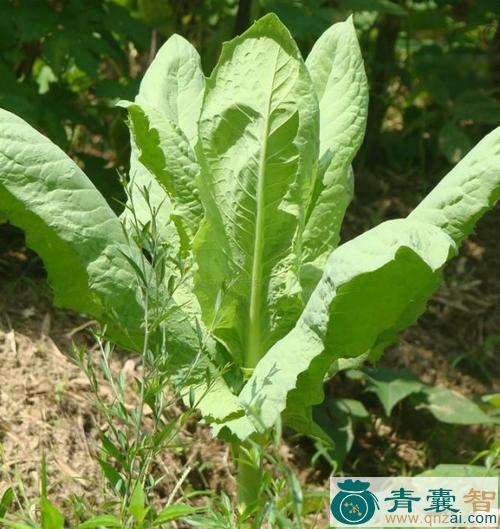 中药材莴苣图片
