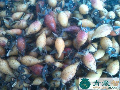 中药材莺图片
