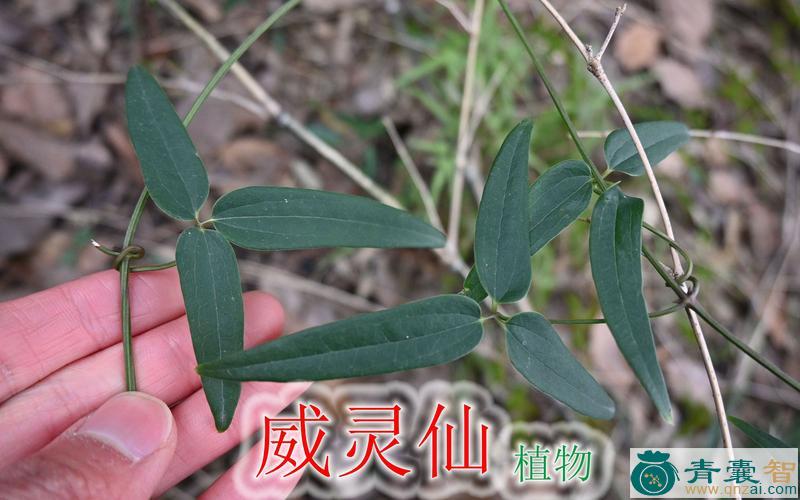 中药材菊叶威灵仙图片