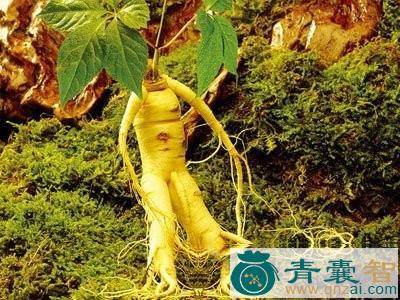 中药材菊花参图片