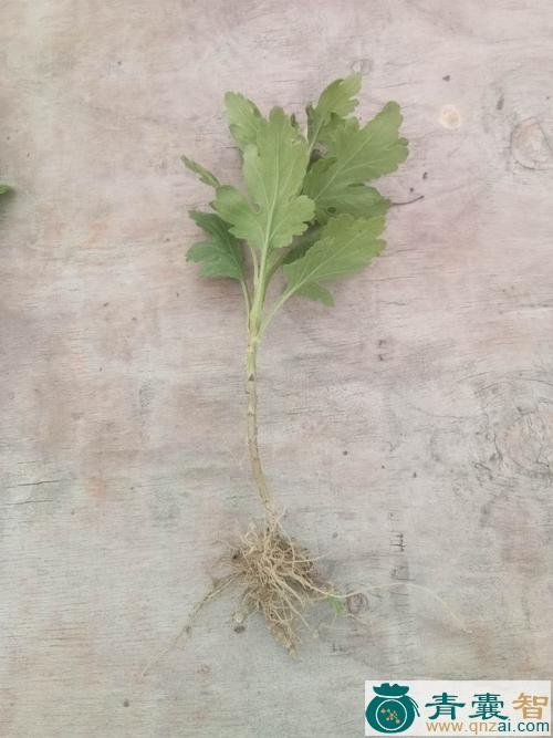 菊花苗的性味归经以及功效用法-青囊智