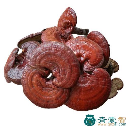 菌灵芝的性状性味归经以及功效用法-青囊智