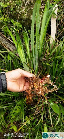中药材菖蒲叶图片