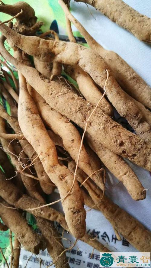 中药材菜肾子图片