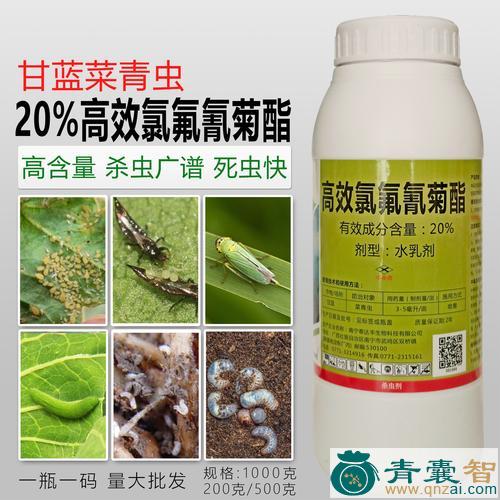 中药材菜虫药图片
