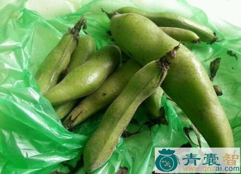 中药材菜豆青图片