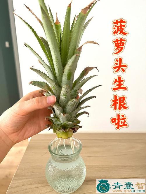 中药材菠萝头图片