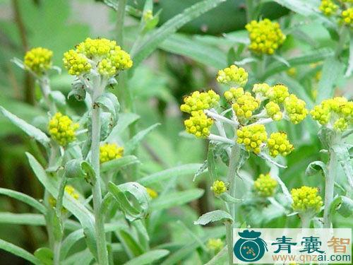 中药材菠萝草图片
