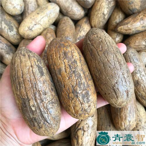 中药材菩提子图片