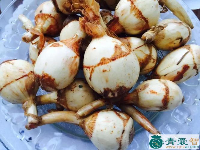 中药材菰图片