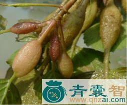 菱蒂的性味归经以及功效用法-青囊智