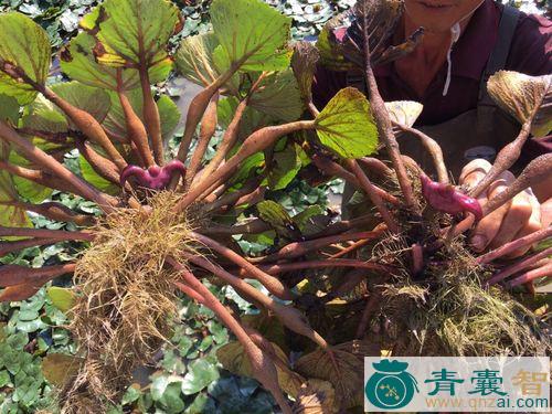 中药材菱角树图片