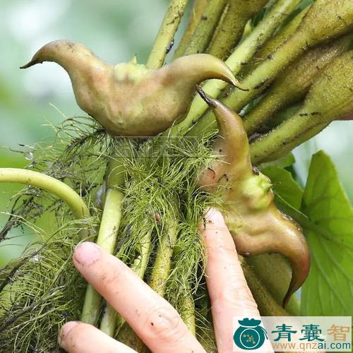 中药材菱角菜图片