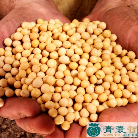 中药材菽图片
